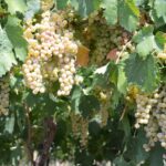 Pagus Wine Tours® Soave And Amarone Half Day Wine Tour Overview Of Pagus Wine Tours