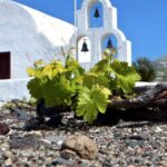 Paros Wine Tour And Tasting Tour Overview And Details