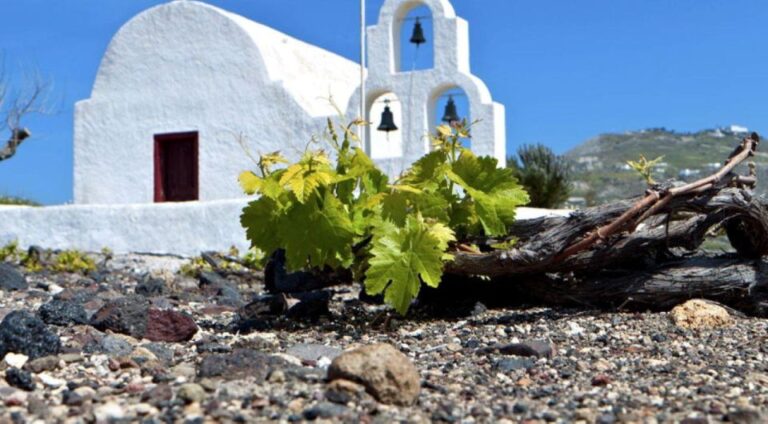 Paros Wine Tour And Tasting Tour Overview And Details