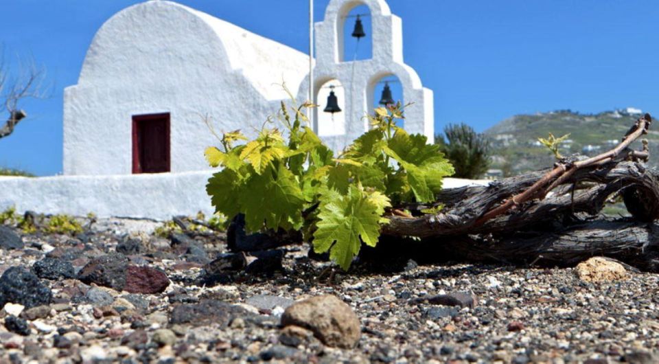 Paros Wine Tour and Tasting - Tour Overview and Details