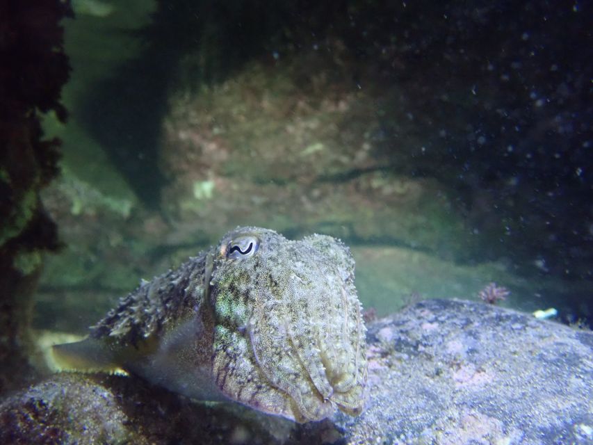 Porto Santo: Private Night Snorkeling Tour - Tour Overview