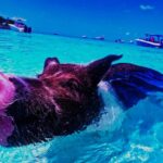 Private Swimming With Wild Pigs In Exuma A Taste Of Paradise! Inclusions