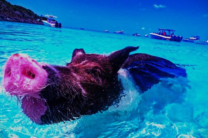 Private Swimming With Wild Pigs In Exuma A Taste Of Paradise! Inclusions