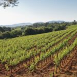 Provence Wine Tour Private Tour From Nice Tour Overview