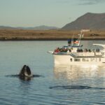 Reykjavik: Midnight Sun Whale Watching Cruise Whale Watching In Faxaflói Bay