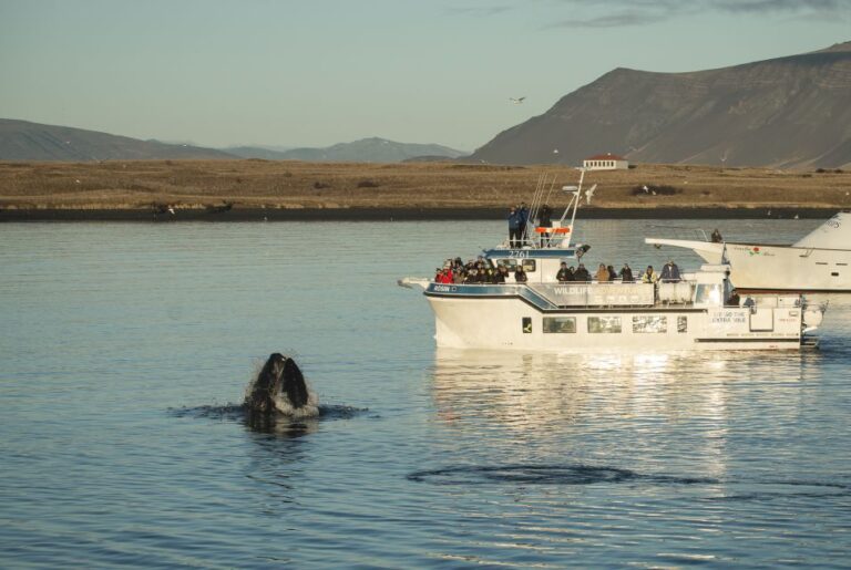 Reykjavik: Midnight Sun Whale Watching Cruise Whale Watching In Faxaflói Bay