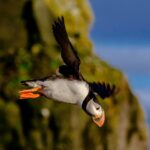 Reykjavik: Puffin Watching Tour Booking Information