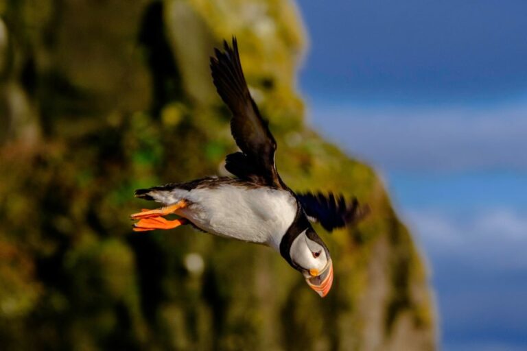 Reykjavik: Puffin Watching Tour Booking Information