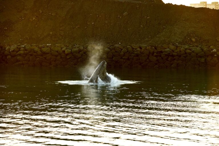 Reykjavik: Whale & Marine Adventure Tour Overview Of The Tour