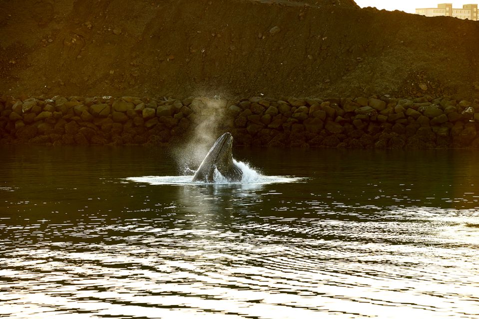 Reykjavik: Whale & Marine Adventure Tour - Overview of the Tour