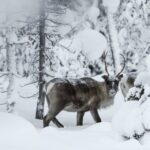 Rovaniemi: Daytime Reindeer Sleigh Ride With Hotel Pickup Activity Overview