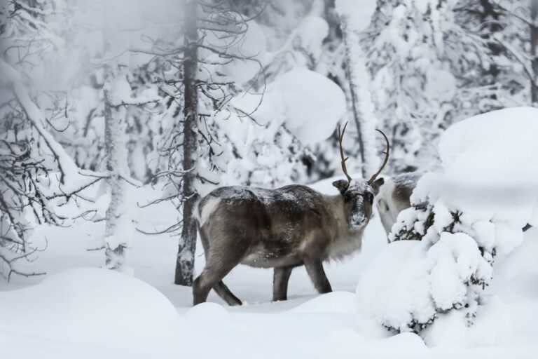 Rovaniemi: Daytime Reindeer Sleigh Ride With Hotel Pickup Activity Overview