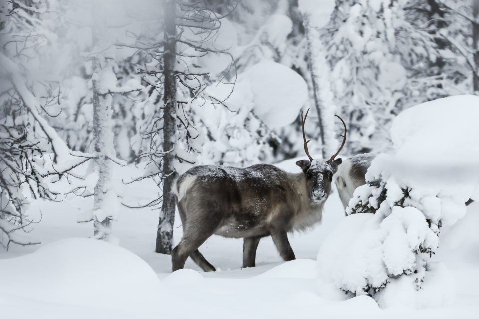 Rovaniemi: Daytime Reindeer Sleigh Ride With Hotel Pickup - Activity Overview