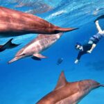 Sataya Dolphin House Snorkel Trip Marsa Alam Marsa Alam: Egypts Snorkeling Haven