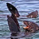 Shark Cage Diving And Viewing From Hermanus Gansbaai: Epicenter Of Shark Encounters