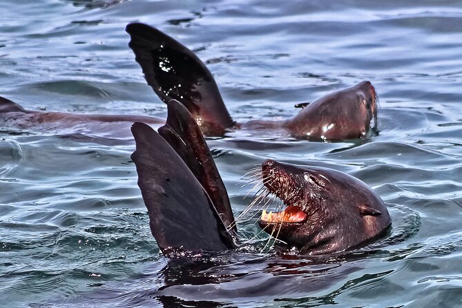 Shark Cage Diving and Viewing From Hermanus - Gansbaai: Epicenter of Shark Encounters