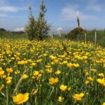 Shore Excursion Giants Causeway Private Tour Tour Overview