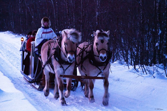 Sleigh Ride W/ Snacks - Experience Arctic Farm Life - Sleigh Ride Through Mathisdalen Valley