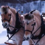 Sleigh Ride W/ Tapas Meal Experience Arctic Farm Life Tapas Of Finnmark Cuisine