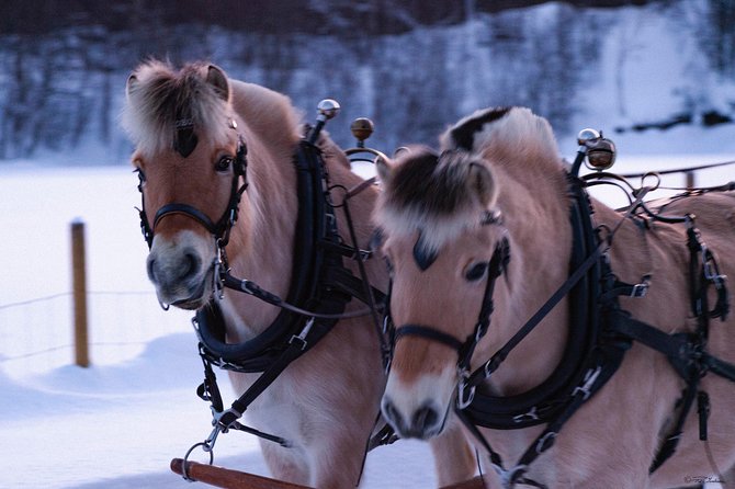 Sleigh Ride W/ Tapas Meal - Experience Arctic Farm Life - Tapas of Finnmark Cuisine