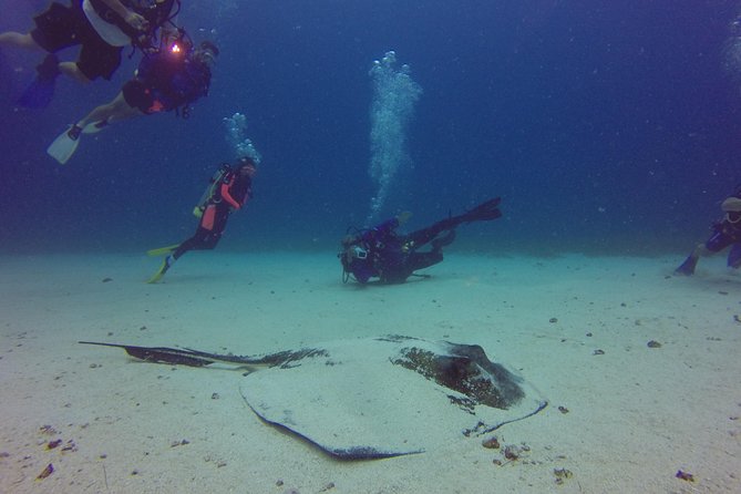 St Maarten Scuba Diving For Certified Divers Included In The Tour