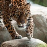 Stoneham, Massachusetts: Stone Zoo Entry Ticket Ticket Pricing And Cancellation