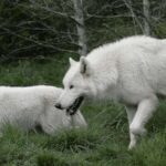 Tidewater: White Wolf Sanctuary Tour And Presentation Tour Overview And Pricing