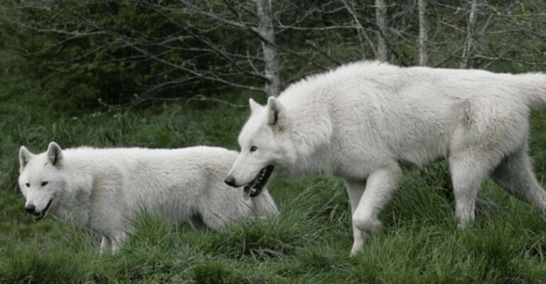 Tidewater: White Wolf Sanctuary Tour And Presentation Tour Overview And Pricing