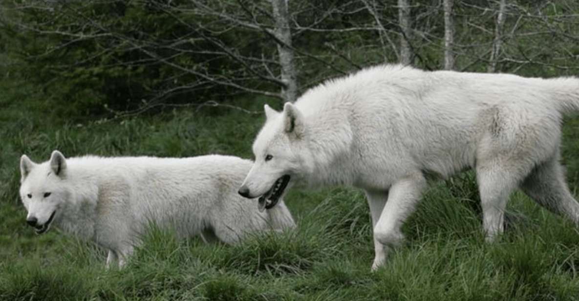 Tidewater: White Wolf Sanctuary Tour and Presentation - Tour Overview and Pricing