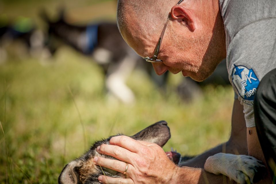 Tromsø: Puppy Training at the Husky Kennel With Lunch - Overview of Puppy Training Experience