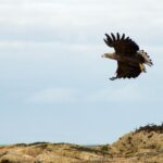 Tromsø: Winter Sea Kayaking Tour With Wildlife Sightings Tour Overview