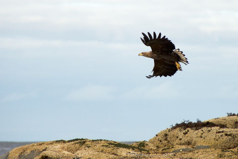 Tromsø: Winter Sea Kayaking Tour With Wildlife Sightings - Tour Overview