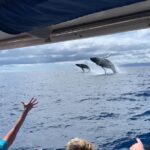 Ultimate 2 Hour Small Group Whale Watch Tour Tour Overview