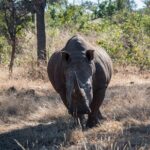 White Rhino Walk In The Mosi Oa Tunya Location And Species