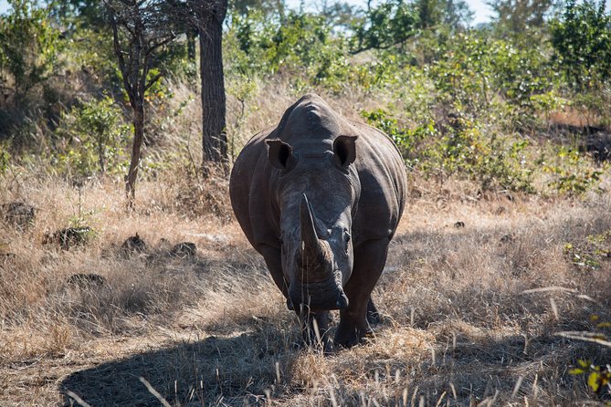 White Rhino Walk In The Mosi Oa Tunya Location And Species