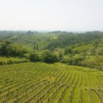 Wine & Food Tour Of Plešivica Near Zagreb Tour Overview