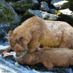 Wrangell: Anan Bear And Wildlife Viewing Adventure Activity Details