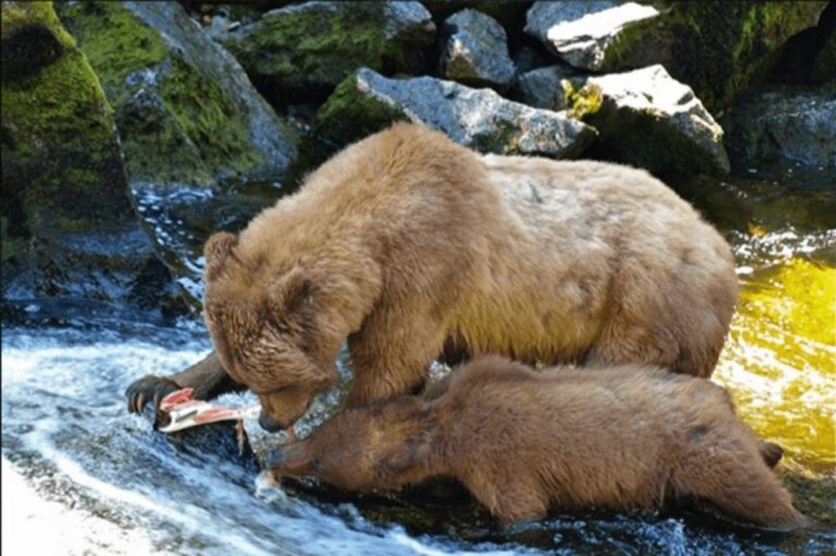 Wrangell: Anan Bear And Wildlife Viewing Adventure Activity Details