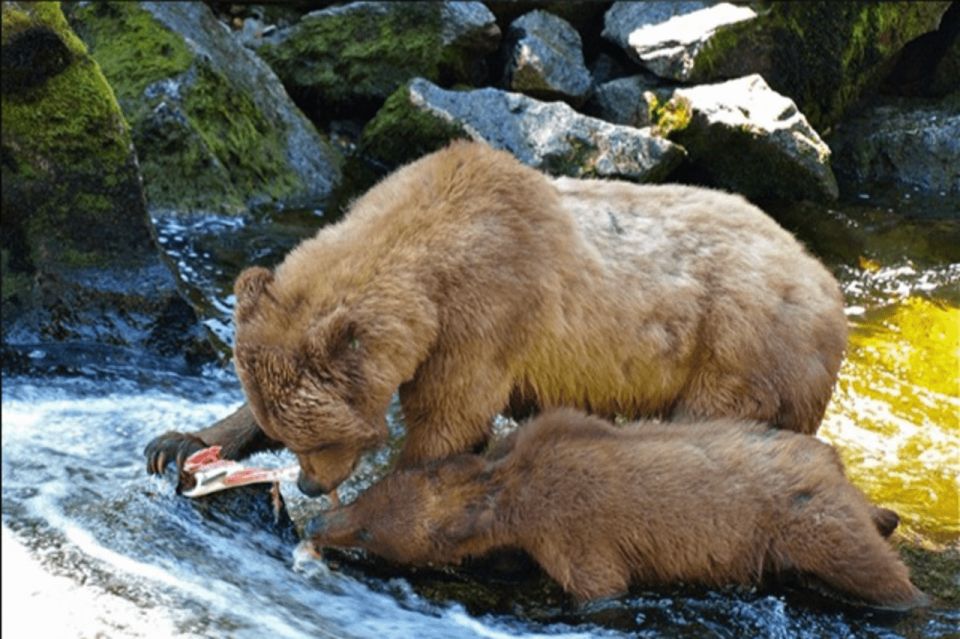 Wrangell: Anan Bear and Wildlife Viewing Adventure - Activity Details