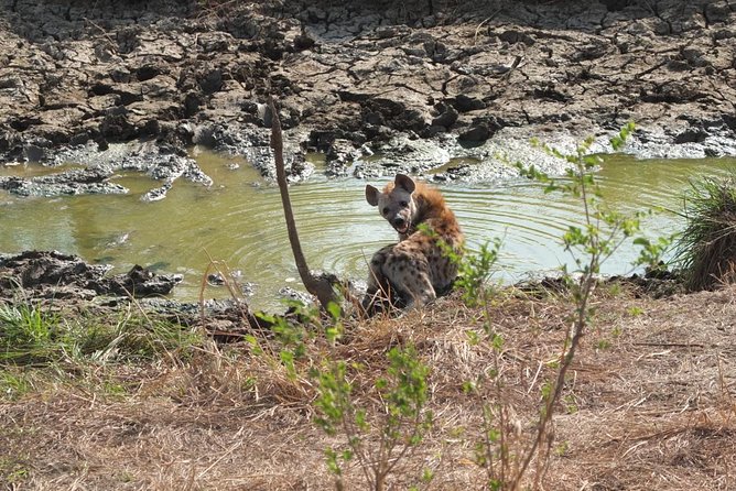 2 Days 1 Night Mikumi National Park - Key Points