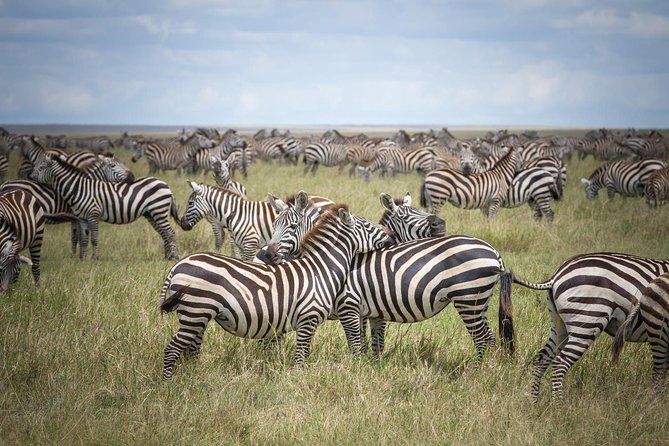 3-Day Classic Serengeti Safari - Explore Ngorongoro Craters Wonders