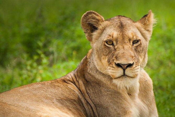 6 Hours Nairobi National Park and Giraffe Center Tour - Accessibility