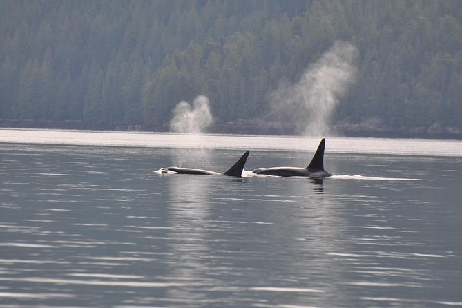 7-8 Hour Zodiac Whale Watching Tour - Meeting and Pickup