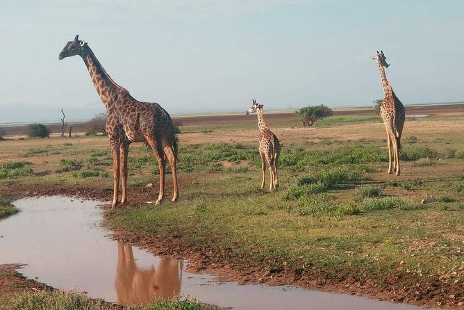 7 Days Maasai Mara - Lake Nakuru - Lake Naivasha- Amboseli Safari. - Itinerary and Activities