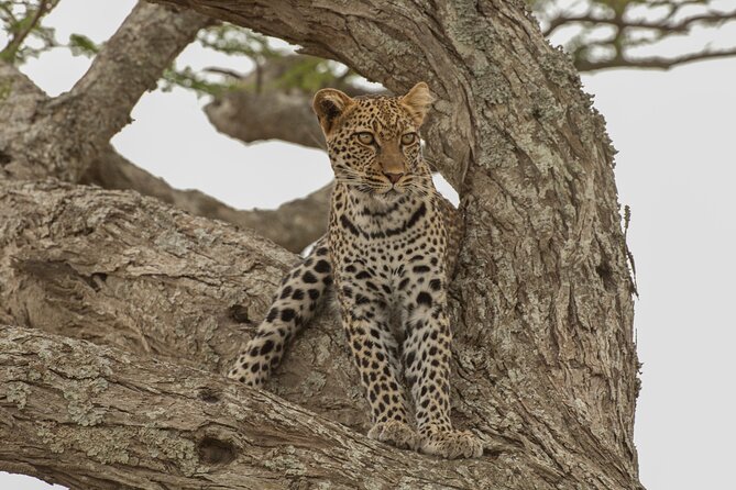 7 Days Magical Northern Tanzania With Roy Safaris - Transportation