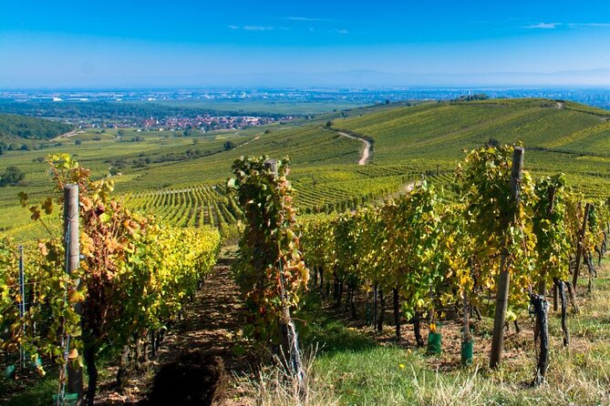 Alsace Full Day Wine Tour From Colmar - Meeting and Pickup