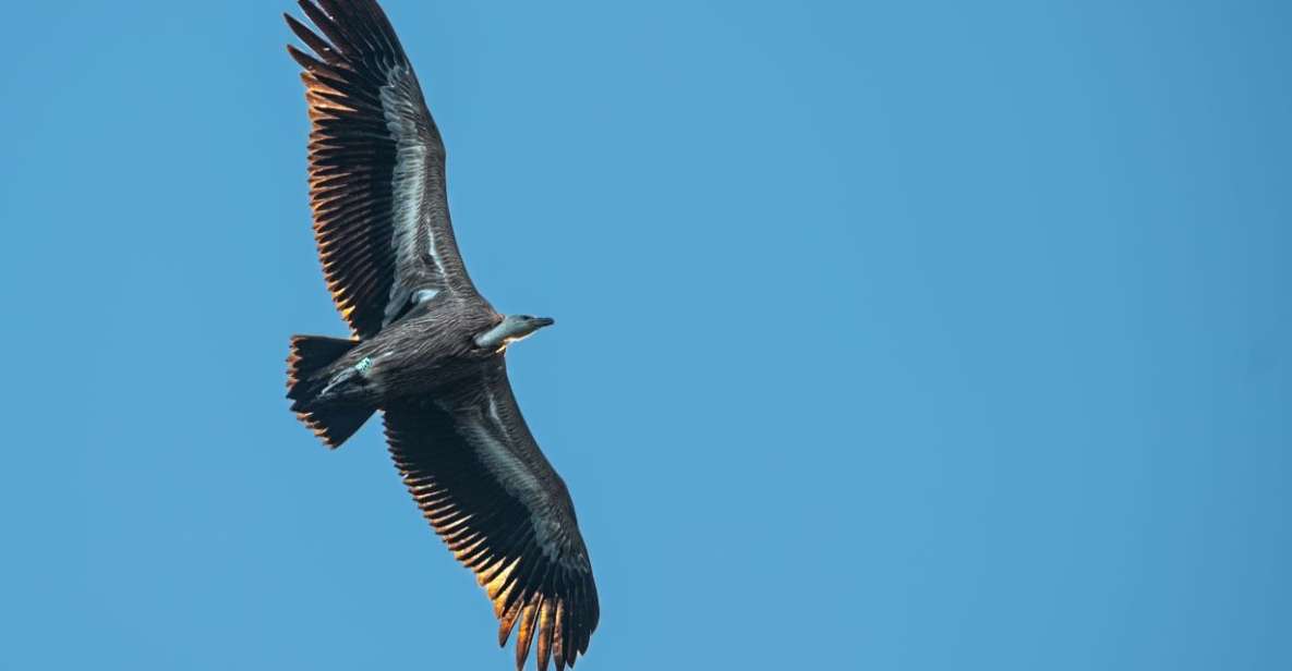 Beli - Griffon Vultures Bird Watching Boat Trip - Tour Experience