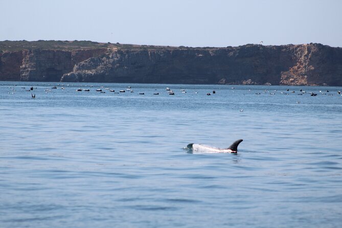 Benagil Caves and Dolphins Tour - Salema Beach - Meeting and Pickup Details