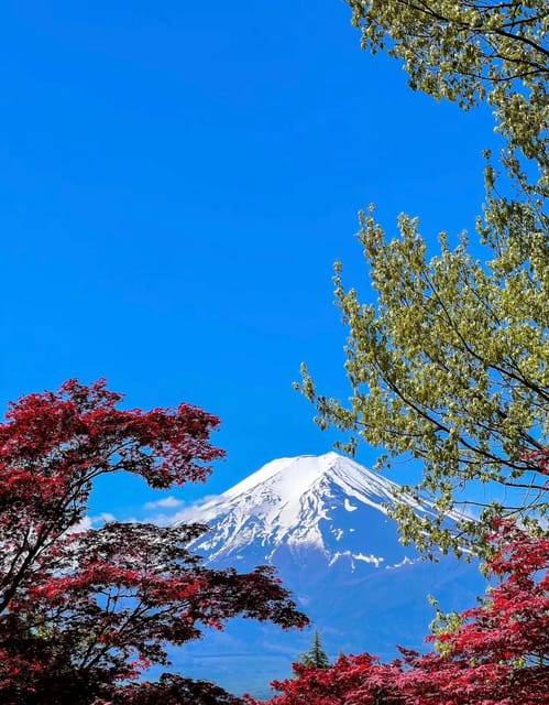 Comfortable Tour in Mount Fuji - Transportation and Vehicle Options