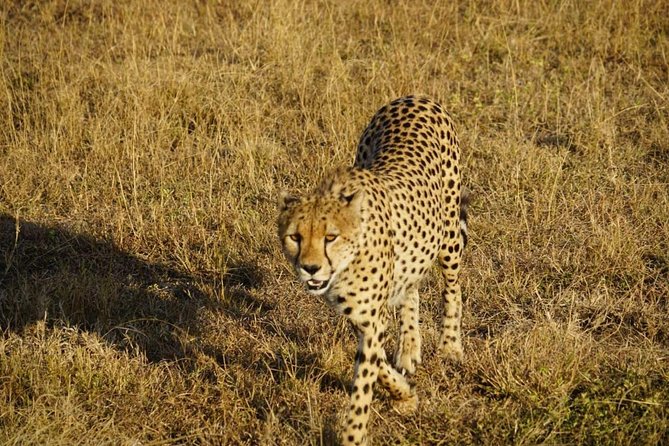 Daily Departures 3 Days Masai Mara by Landcruiser - Accommodation and Meals